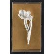 Tommy Mitchell Parrot Tulip Studies 10 0010PRTP on Sale