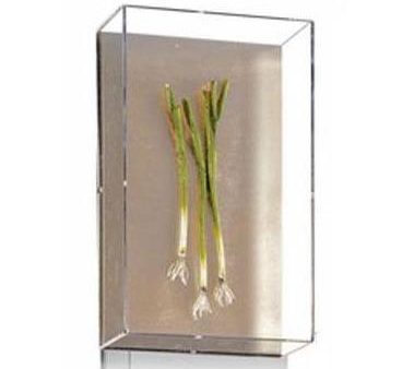 Tommy Mitchell Small Vegetable Study Series 2 0002SVS Hot on Sale