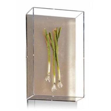 Tommy Mitchell Small Vegetable Study Series 2 0002SVS Hot on Sale